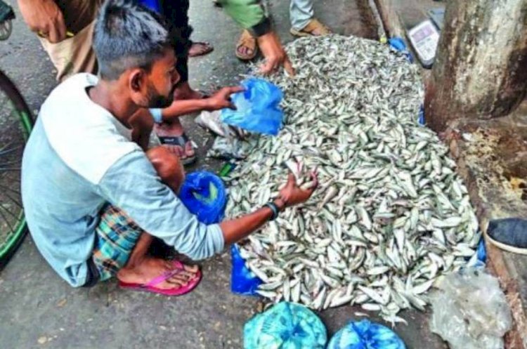 গলাচিপায় নিষিদ্ধ জালের ব্যবহারে ধ্বংস হচ্ছে পোনা মাছ