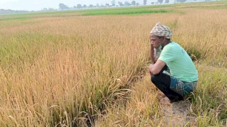 নওগাঁয় মাদ্রাসার ৮০ বিঘা জমিতে আগাছানাশক কীটনাশক স্প্রে করে বোরোধান নষ্ট