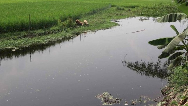 বদলগাছীর গুচ্ছগ্রামের খাল জোরপূর্বক দখলের অভিযোগ ইউপি সদস্যের বিরুদ্ধে
