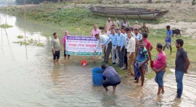 নওগাঁর মান্দা বুড়িদহ অভয়াশ্রমে মাছের পোনা অবমুক্ত করলেন  ডিসি