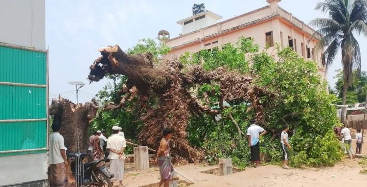 টেকনাফে রাস্তার গাছ পড়ে এক ব্যক্তির মৃত্যু