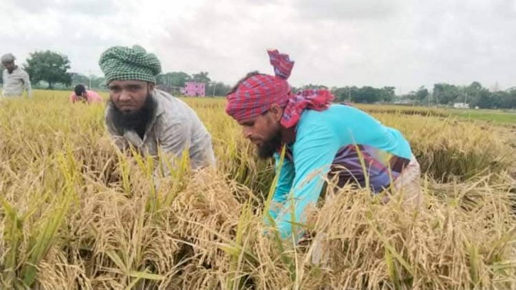 বুড়িচংয়ে  শ্রমিক সংকট ধান কাটতে হিমশিম খাচ্ছে কৃষকরা