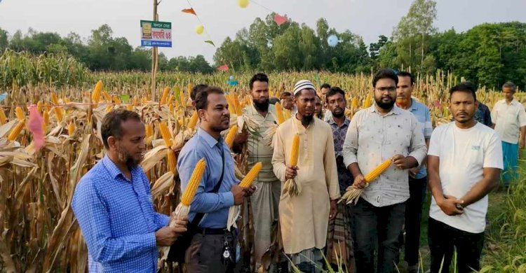 নওগাঁর মান্দা দ্বরিয়াপুরে ভুট্টা কাবেরী ৫৪ এর কৃষক মাঠ দিবস পালিত
