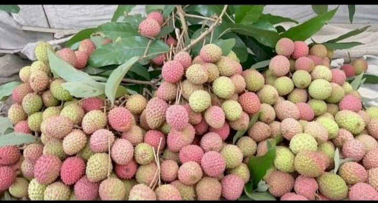 বুড়িচংয়ে  হাট-বাজারে  বিক্রি হচ্ছে চড়া দামে টক লিচু