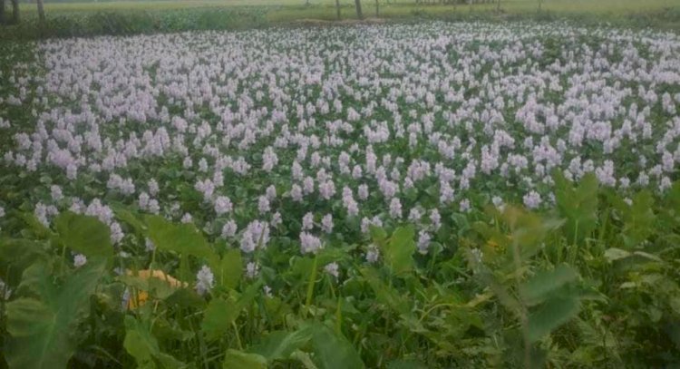 কচুরিপানা ফুলের সৌন্দর্য প্রকৃতিতে মুগ্ধতা ছড়াচ্ছে