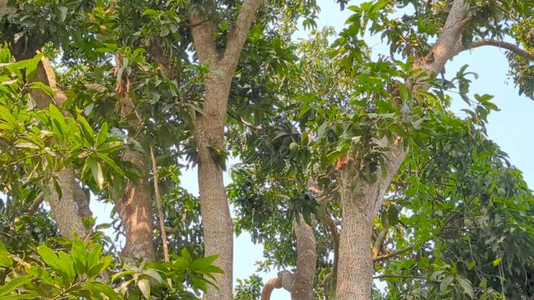 রাজবাড়ীর কালুখালীতে আম গাছ  থেকে পড়ে  প্রবাসীর স্ত্রীর মৃত্যু