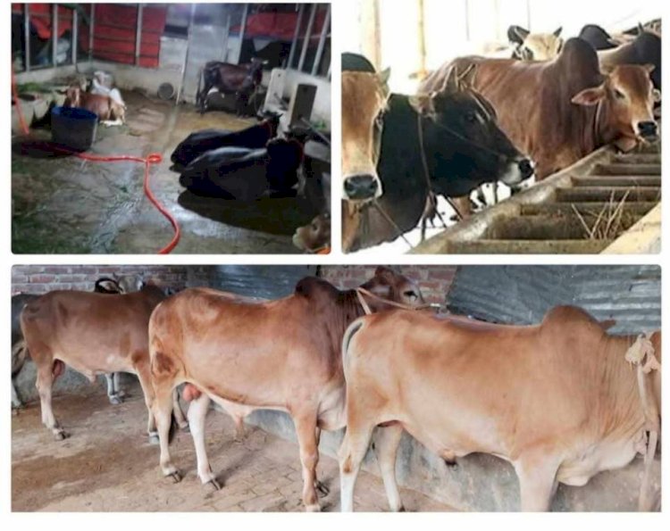 বুড়িচংয়ে  কোরবানি সামনে রেখে ব্যস্ত সময় পার করছেন খামারিরা