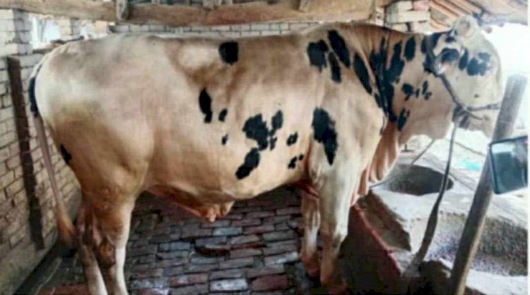 কেশবপুরে আকর্ষণীয় উপহারসহ ৬ লাখ টাকায় বিক্রির অপেক্ষায় লিমনের শখের গরুটি