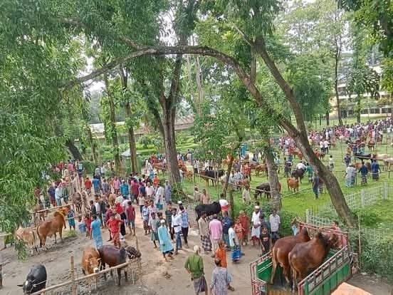মনোহরদীর খিদিরপুর বাজারে জমজমাট গরু-ছাগলের হাট অনুষ্ঠিত