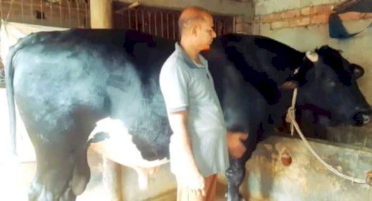 নওগাঁর আত্রাইয় কোরবানির জন্য প্রস্তুত করা প্রায় ৩৬ মনের ষাঁড়, কাঙ্ক্ষিত দাম নিয়ে শংকা!