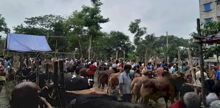 বুড়িচংয়ে পশুর হাটে জমে উঠছে বেচাকেনা