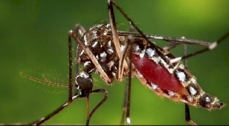 মির্জাগঞ্জে আশঙ্কাজনক হারে বাড়ছে ডেঙ্গু রোগীর সংখ্যা