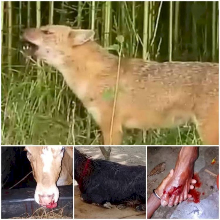 পাগলা শিয়ালের কামড়ে দুইজন গুরুতর আহত হাসপাতালে ভর্তি