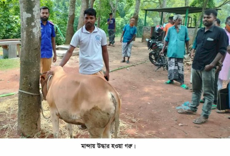 নওগাঁর মান্দায় চোরাই এঁড়াবাছুর উদ্ধার সহ এক জন চোর গ্রেপ্তার
