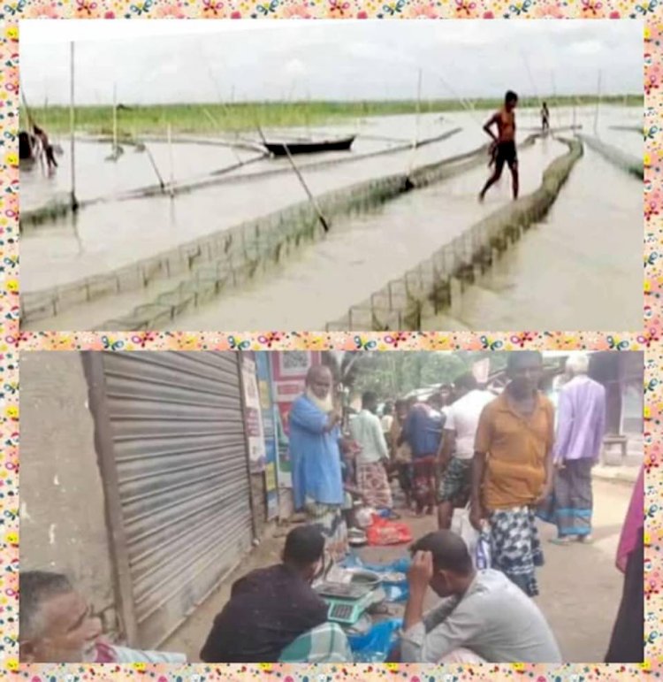 নওগাঁর মান্দাসহ বিভিন্ন উপজেলায়  নিষিদ্ধ চাইনা হাজার দুয়ারি রিংজালে নিধন করা হচ্ছে দেশিয় প্রজাতির পোনামাছ