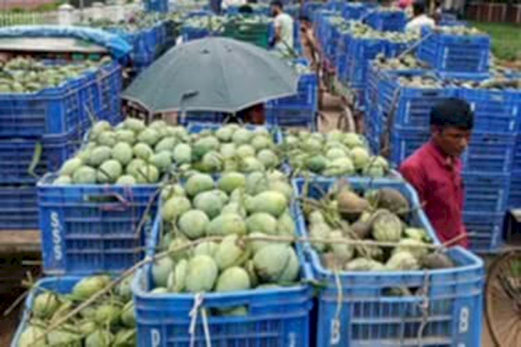 নওগাঁ ভরা মৌসুমে আমের দাম কম হওয়ায়,একসপ্তাহের ব্যবধানে আমের দাম দ্বিগুন