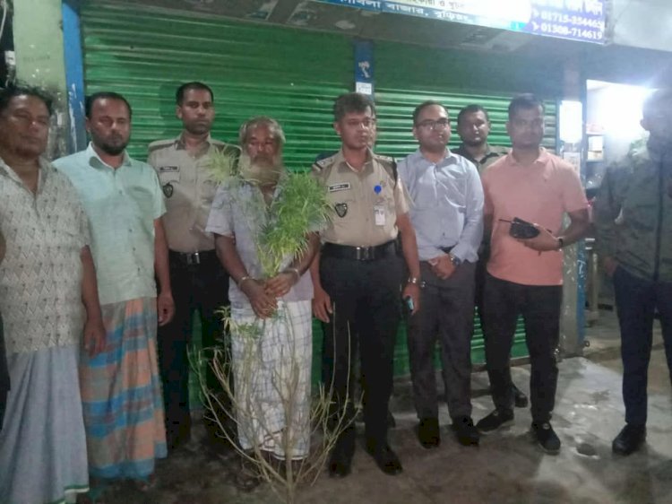 বুড়িচংয়ে সবজিক্ষেতে গাঁজার চাষ! গাঁজা গাছসহ চাষী আটক