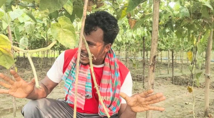 রাজশাহী মোহনপুর উপজেলার মৌগাছিতে রাতের আঁধারে এক কৃষকের ক্ষেতের পটল গাছ কাটে দুর্বৃত্তরা নিরুপায় কৃষক