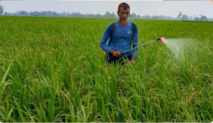 নওগাঁর পত্নীতলা উপজেলার ১১টি ইউনিয়নে ৬৬শ হেক্টর জমিতে আউশ ধান পরিচর্যায় ব্যস্ত সময় পারকরছেন