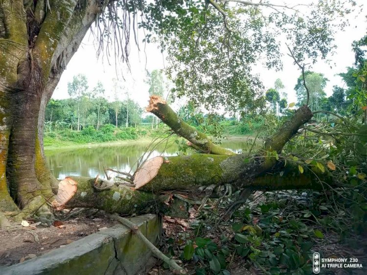 ঠাকুরগাঁওয়ে বেগুনবাড়ী ফাজিল মাদ্রাসায় অনিয়মের অভিযোগ