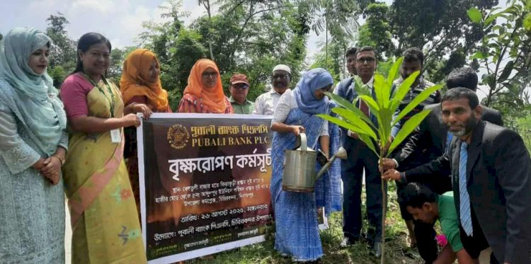 চিরিরবন্দরে পূবালী ব্যাংক পিএলসি,উপ-শাখার উদ্যোগে বৃক্ষরোপন