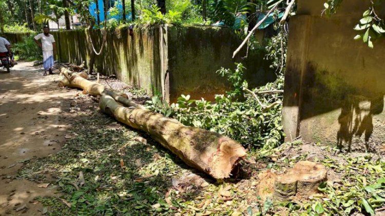 নাইক্ষ্যংছড়ি'র বাইশারী সড়কের দুই পাশের গাছ কেটে নিচ্ছে দূর্বৃত্তরা