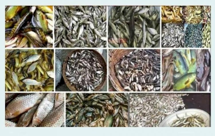 বুড়িচংয়ে  হারিয়ে যাচ্ছে দেশীয় প্রজাতির মাছ