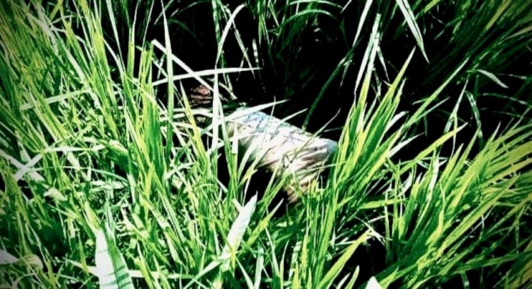 আজ পীরগাছায় চার দিন পর মিলল কিশোরের লাশ, এলাকায় শোক আর আতঙ্কের ছায়া