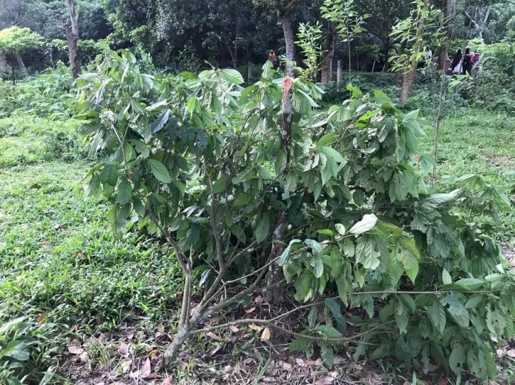 রাতের আঁধারে কৃষকের লটকন বাগান কেটে দিলো দুর্বৃত্তরা