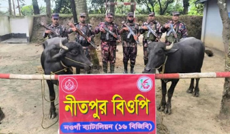 নওগাঁ পোরশা নিতপুর সীমান্তে বিজিবির বিশেষ  অভিযানে মালিক বিহীন ৩ লক্ষ টাকার ভারতীয় মহিষ আটক