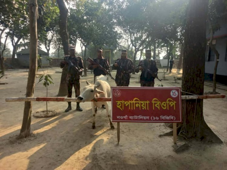 সাপাহার সীমান্তে  বিজিবির অভিযানে ভারতীয় ১ গরু ও ৮০পিস ট্যাপেন্টাডল ট্যাবলেট উদ্ধার