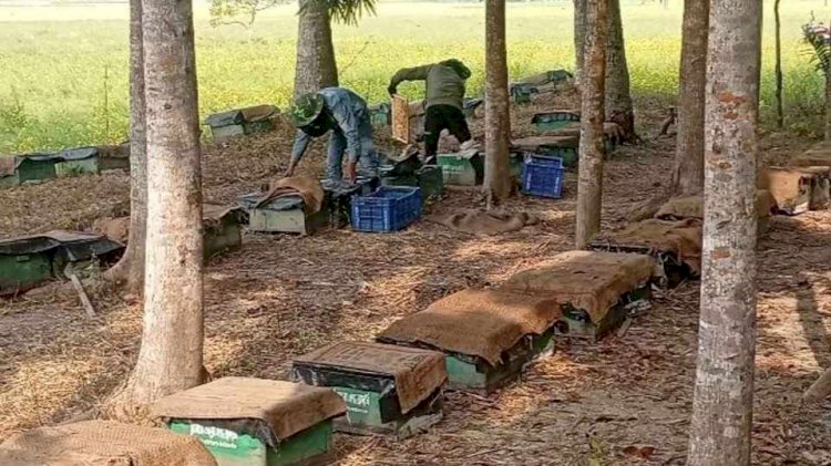 নড়াইলের অতিরিক্ত শীত ও ঘন কুয়াশার কারণে মধুচাষিরা লোকসানের মুখে