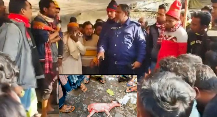 রাজশাহীর কেশর বাজারে মাংসের আড়ালে ভয়াবহ প্রতারণা গর্ভবতী গাভী জবাই, রোগাক্রান্ত মাংস বিক্রি ও প্রশাসনিক নজরদারির প্রশ্ন