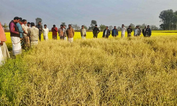 নওগাঁয় সংখ্যা লঘু হিন্দু সম্প্রদায়ে দেবোত্তর সম্পত্তির জিম্মাদারিত্ব ও ফসলি জুমিতে বিষ প্রয়োগ