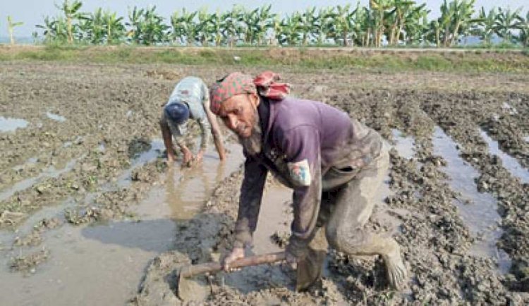 নড়াইলে কৃষকেরা বোরো ধান রোপনে ব্যস্ত সময় পার করছে