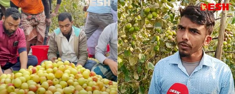 বগুড়ার শাজাহানপুরে বাণিজ্যিক বড়ই চাষে তরুণ উদ্যোক্তার সাফল্য : স্বল্প পুঁজি বিনিয়োগে ৯ মাসে ১০ গুণ মুনাফা, বদলাচ্ছে কৃষির চিত্র