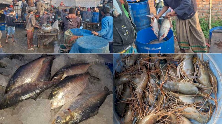 নড়াইলে মাছের বাজার  দাম ঊর্ধ্বমুখী