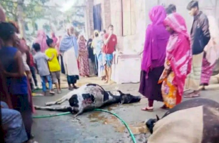 কেশবপুরে গোয়ালঘরে ভয়াবহ অগ্নিকাণ্ড, মারা গেল দুই গরু, গৃহবধূ আশঙ্কাজনক