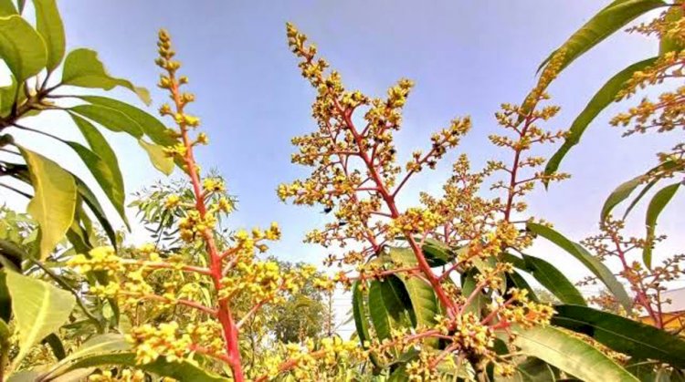 আমের মুকুলে ভরে গেছে আম গাছ