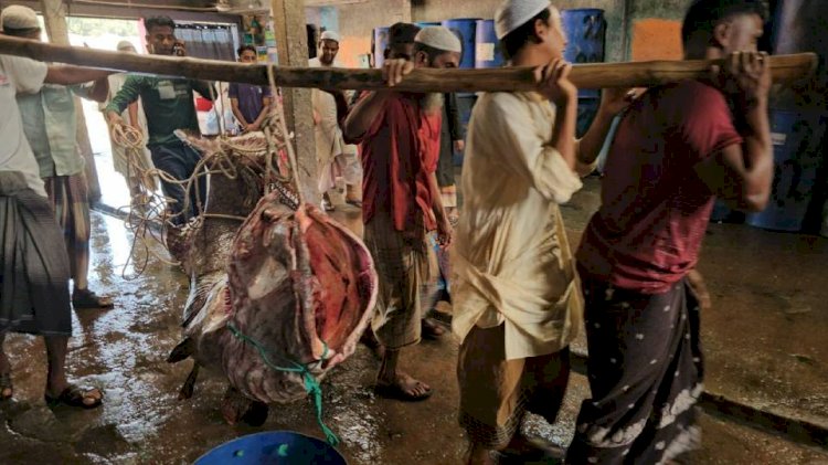 টেকনাফ উপকূলের সাগরে ধরা পড়ল ২০০ কেজির বোল মাছ