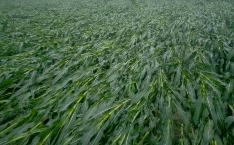 ঠাকুরগাঁওয়ের পীরগঞ্জে হঠাৎ বৃষ্টি ও ঝড়ো হাওয়ায় ভুট্টার ব্যাপক ক্ষতি, বিপাকে কৃষক