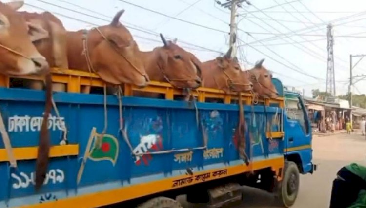 রামুর ৩০ বিজিবির অভিযানে সীমান্ত থেকে আনা ২৪টি গরু আটক