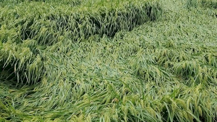 কেশবপুরে ঘূর্ণিঝড়ের আঘাতে কৃষকের  ব্যপক ক্ষতি