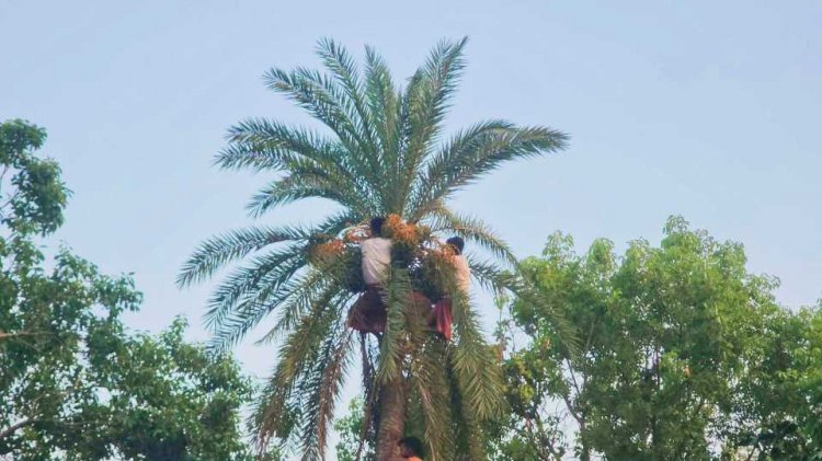 নড়াইলে হিন্দু সম্প্রদায়ের  শিবের আশীর্বাদ কামনায় ঐতিহ্যবাহী খেজুর সন্ন্যাসী  অনুষ্ঠিত