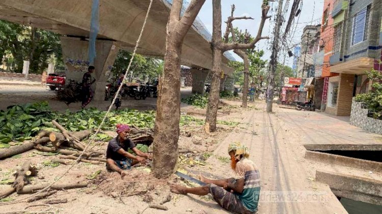 রাজশাহীতে কাটা হল ৩০ কাঠবাদাম গাছ