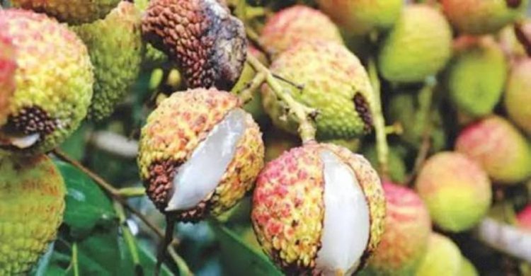 রাজশাহীতে তীব্র খরায় নষ্ট হচ্ছে লিচু