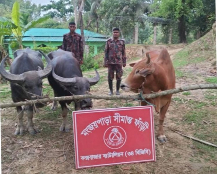কুরবানের ঈদকে সামনে রেখে ঘুমধুমের মঞ্জয়পাড়া সীমান্ত দিয়ে গরু পাচার শুরু