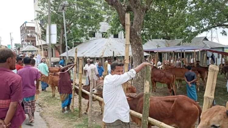 বুড়িচংয়ে অনুমোদনহীন পশুর হাট, বিপুল রাজস্ব হারাচ্ছে সরকার