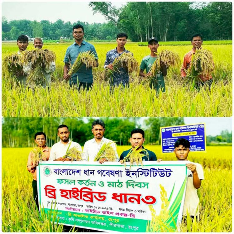 রংপুরে জনপ্রিয় হচ্ছে উচ্চ ফলনশীল ব্রি হাইব্রিড ৩ জাতের বোরো ধান