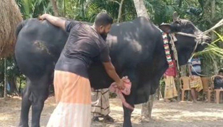 কালো মানিকের দাম হাঁকাচ্ছে ২২ লক্ষ